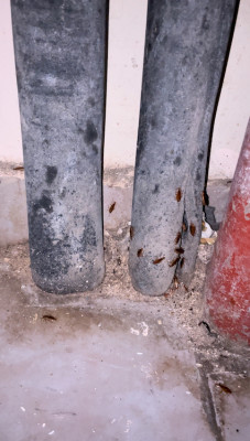 домашние животные.jpeg